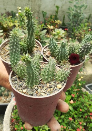 stapelia cactus